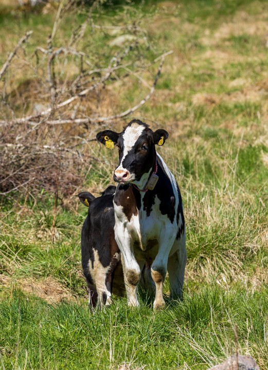 Green field with a white and brown young cow in the middle, watching the photographer.